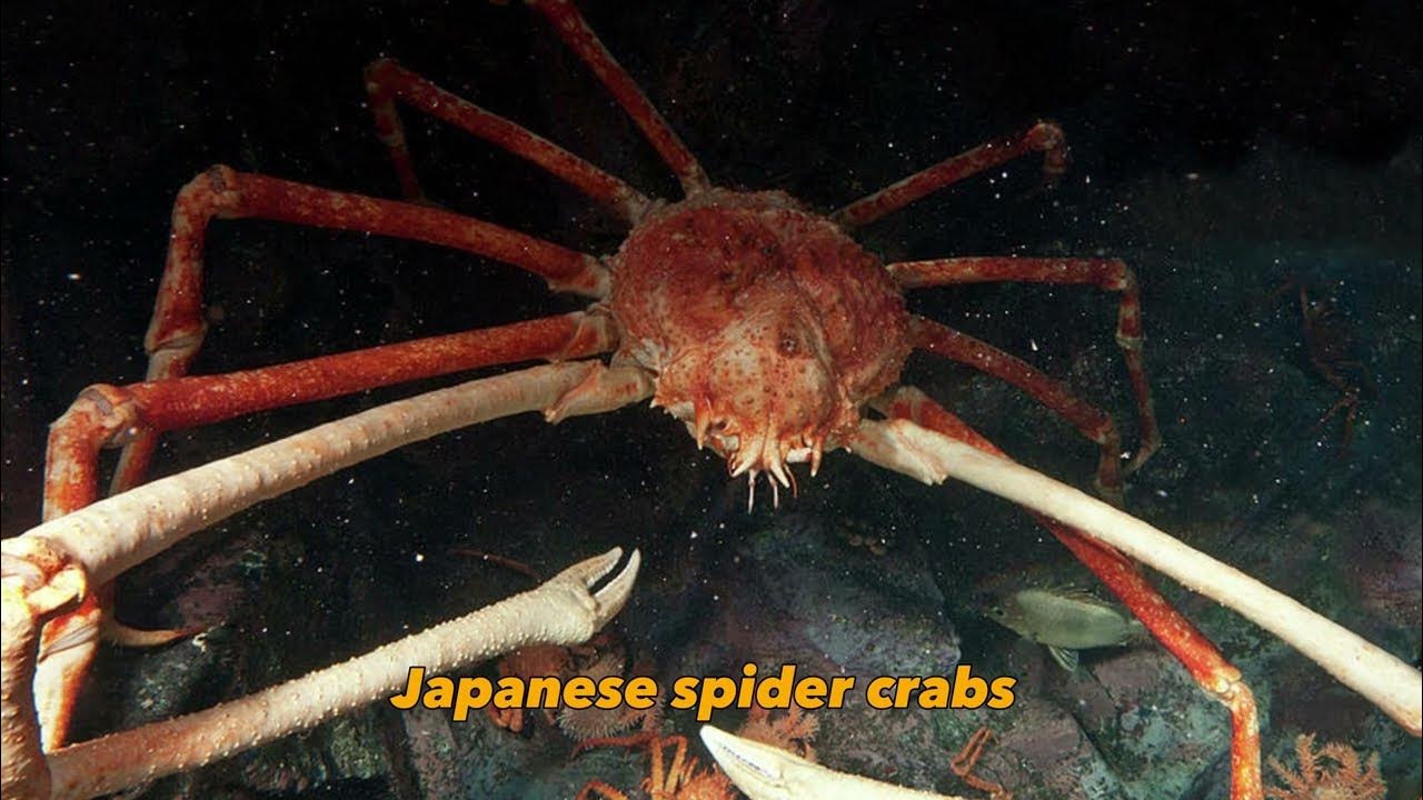 10 Quick Facts About The Japanese Spider Crab!! - YouTube