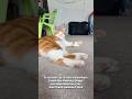 Don’t let us down guys! Also peep the comments for my request for the most like comment #viral #cat