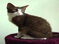 laperm cat breeders usa の動画、YouTube動画。