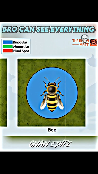 Bro got Pro Vision ☠️