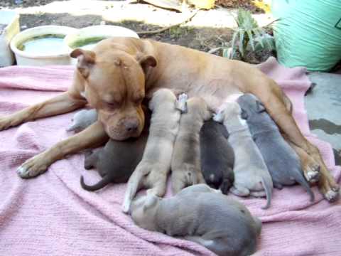 red and blue pitbull puppies