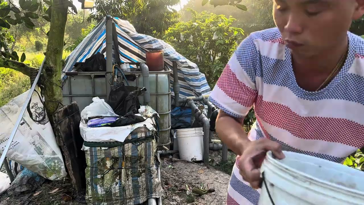 Эпизод 25: Какой спрей для улучшения плодоношения следует применять к деревьям дуриана после опыл...