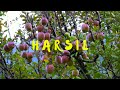 Harsil uttarakhand  most beautiful place in india  bagori village  apple garden  4k