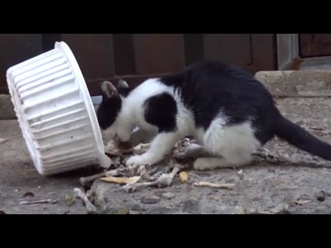 닭고기를 맛있게 먹는 귀엽고  행복한 고양이...A cute and happy <strong>cat</strong> who eats chicken deliciously... Jeonju ..全州市.. <strong>KOREA</strong>