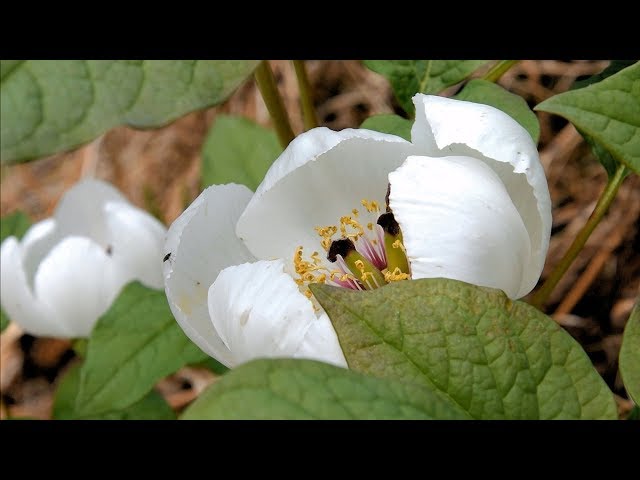 山野草・春編#57 ヤマシャクヤク - YouTube