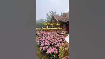 Vườn hoa cẩm tú cầu siêu đẹp - quay ngày 04/09 tại cf Đi Cùng Mưa | Đà Lạt