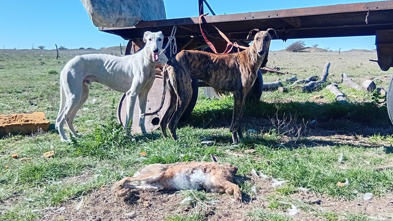 Galgos de campo. Unas carreras de los nuevos para el 2026