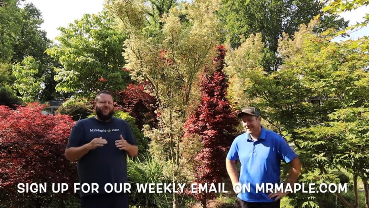 蝶の樹　Butterfly Tree #004 蝶の樹 Butterfly Tree #004