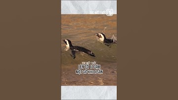 🐧Chim cánh cụt châu Phi: Loài chim cánh cụt không sống ở vùng băng giá