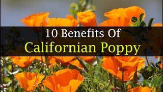 10 californian poppy health benefits ...