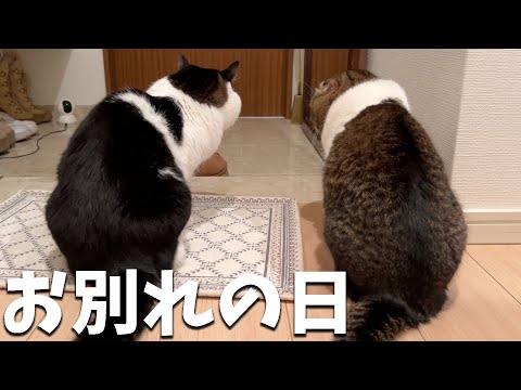 仲良しになった猫のむぎそらとお別れします。 - YouTube