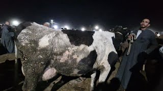 حال السوق الان لوعايز تتعلم تشتري بقره لوحدك يبقي الفيديوا دا ليك حتي لو مبتعرف في البهايم