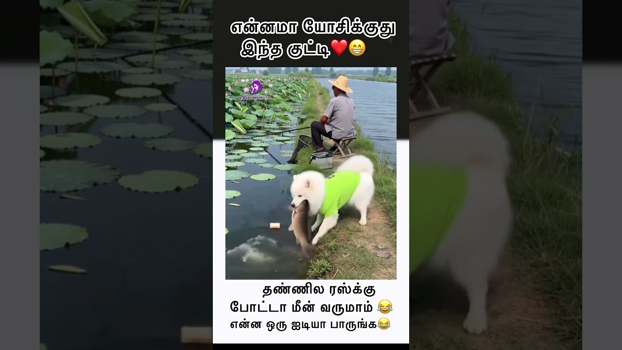 என்ன ஒரு ஐடியா பாருங்க👏 #tamil #trending #chill #comedy #fishing #shorts #dog