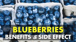 Blueberries Benefits and Side Effects | Benefits of Eating Blueberry Everyday Blueberries Benefits and Side Effects | Benefits of Eating Blueberry Everyday