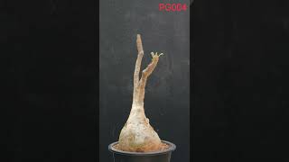 Ahead Thailand Pachypodium Glacilis Pg004 A Masterpiece Of Natural Sculpture