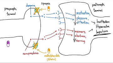 Stimulants (Ritalin and Adderall) Explained in 3 Minutes