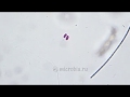 2 bacteria having fun/ 2 бактерии развлекаются под микроскопом