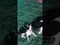 #cat #funny #dance #catlover #techno #kucinglucu #kucing