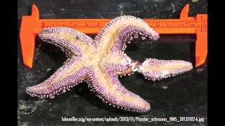Sea Star Wasting Syndrome Causing Mass Die-Off on the West Coast