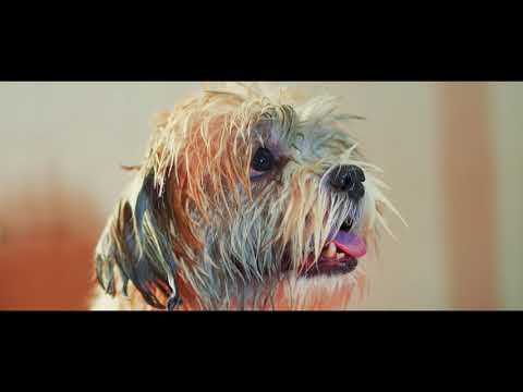 ThePetNest- Your Pet Parenting Partner - video from ThePetNest