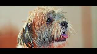 ThePetNest- Your Pet Parenting Partner