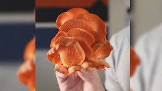 [YTP #Shorts] Adam Ragusea Eats the Wrong Mushrooms