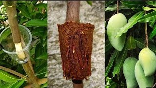 comment faire le bouturage du manguier