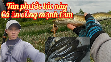 Câu cá lóc...về tân phước chúng đậm cá cùng mẫu lưởi chữ C