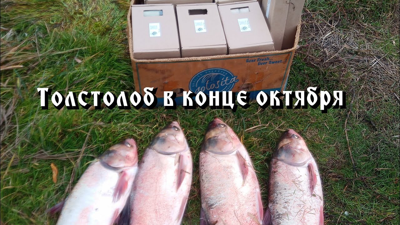 Рыбалка на толстолоба в конце октября. - YouTube