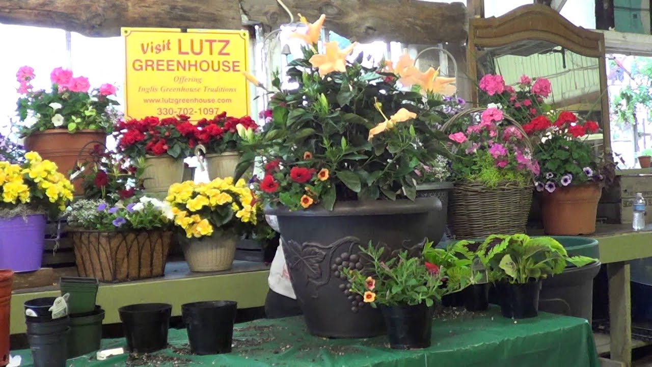 Kathie from Lutz Greenhouse plants a tropical Hibiscus in an container