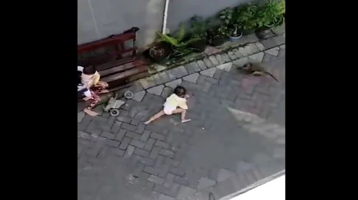 Monkey on a bike tries to Kidnap a BABY (FULL VIDEO)