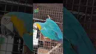 Macaw Firm in Kolkata  #available #macaw #wildlife #parrot #goldenbird #mexico #cr7