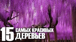 15 САМЫХ КРАСИВЫХ ДЕРЕВЬЕВ В МИРЕ