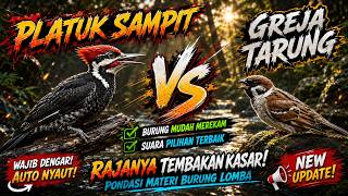 Masteran Pilihan Terbaik 2026 Pelatuk Sampit Vs Greja Tarung|| Full Tembakan Kasar Jernih Panjang‼️