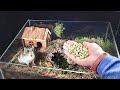 Nous avons plant des petits pois dans notre hamsterarium