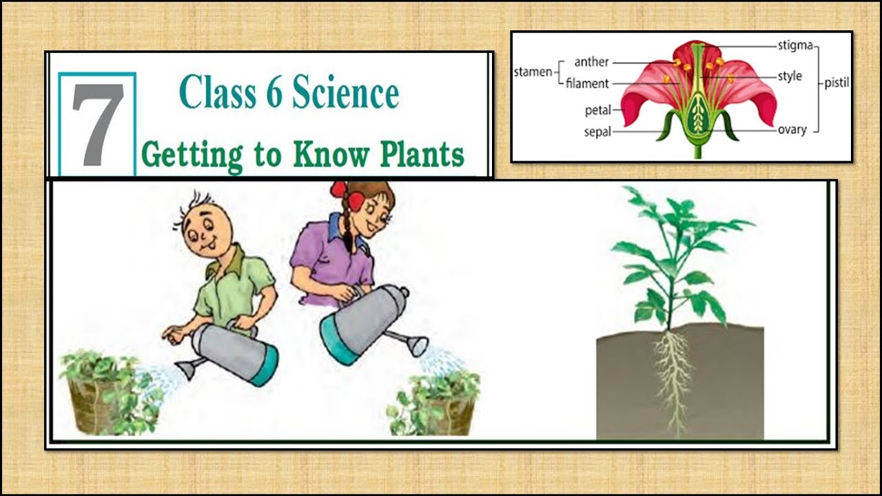 Science Ncert Class 6 Getting To Know Plantschapter 7 Youtube
