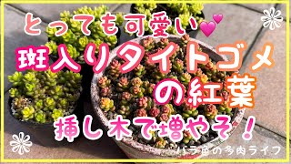 多肉植物 ガーデニング とっても可愛い 斑入りタイトゴメの紅葉 挿し木で増やそ Youtube