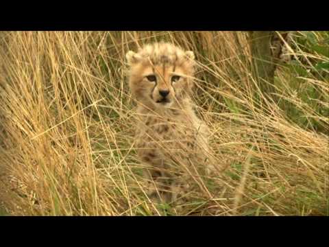 Video: Pet Scoop: našlaičių kūdikių Rhino obligacijos su laikytoju, Cheetah Cub Meets Puppy Pal