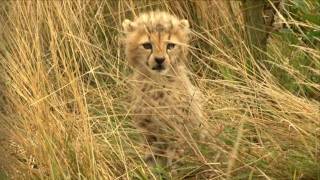 Keeper thrilled at cute baby cheetah cubs