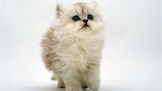 Лучшие приколы с кошками Кошки вместо будильника по утрам Лучшие приколы с кошками Кошки вместо будильника по утрам