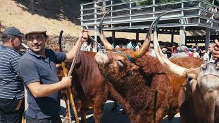 Montalegre Dia Do Emigrante 2024