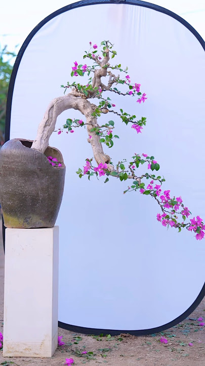 Turn bougainvillea roots into masterpieces #bonsai #bonsailife #bonsaitree #moutainlife #분재