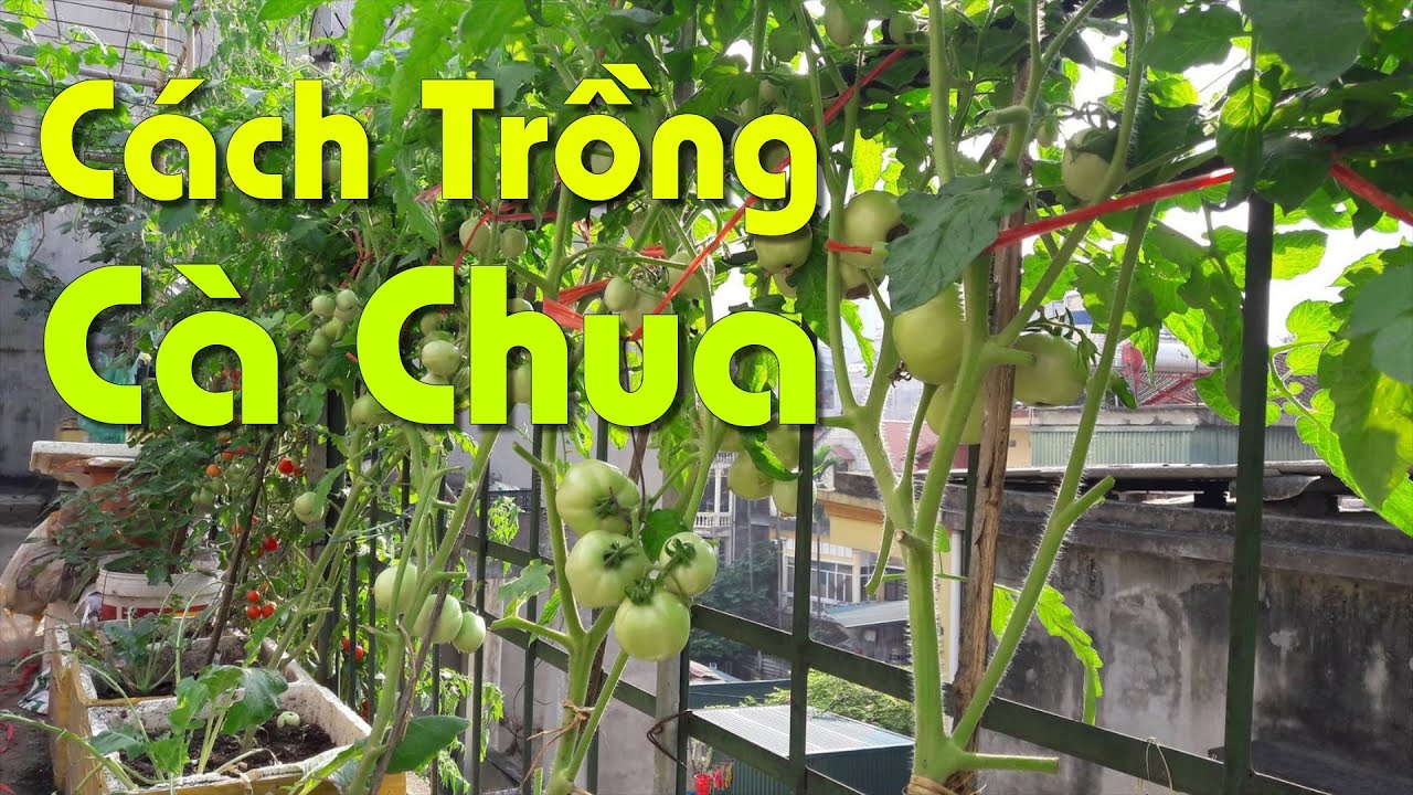 Cách Trồng Cà Chua Tại Nhà | Không Bị Sun Ngọn, Không... - youtube