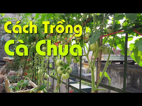 Video Cách Trồng Cà Chua Tại Nhà | Không Bị Sun Ngọn, Không... - youtube