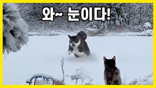 Stray cats running through a snow field covered in white snow