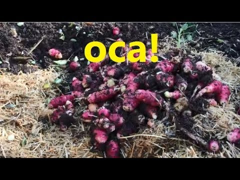 Video: New Zealand Yam Info: Oca өсүмдүктөрүнө кам көрүү жөнүндө билип алыңыз