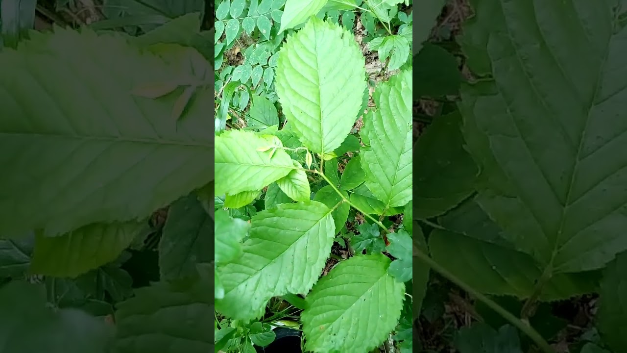 Интересные красивые листья дерева граба в горном лесу Interesting beautiful leaves of tree in forest