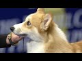 Pembroke Welsh Corgi, 2018 National Dog Show, Herding Group   NBC Sports