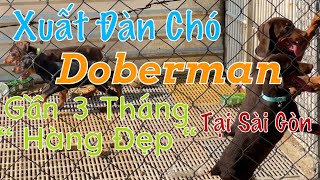 Những Chú Chó Doberman Buppy Đực 3 Tháng Đẹp Tại Sài Gòn Chờ Chủ Mới .