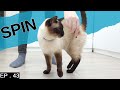 Siamese cat learns a new trick (You spin me right round)